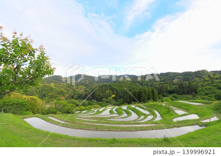 【千葉県】田植の済んだ大山千枚田 139996921