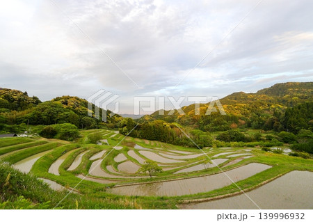 【千葉県】田植の済んだ大山千枚田 【千葉県】田植の済んだ大山千枚田 139996932