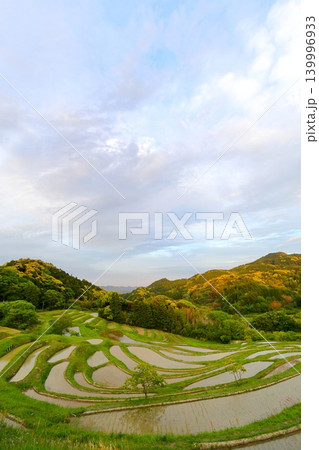 【千葉県】田植の済んだ大山千枚田 【千葉県】田植の済んだ大山千枚田 139996933
