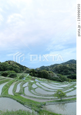 【千葉県】田植の済んだ大山千枚田 【千葉県】田植の済んだ大山千枚田 139996950