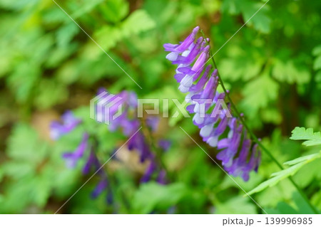 ナヨクサフジの花 ナヨクサフジの花 139996985