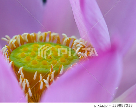 可愛いい蓮の花の蕊 139997015