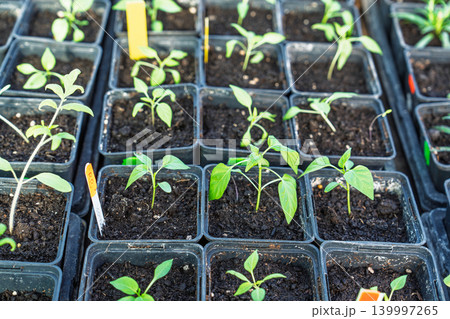 Healthy seedlings in individual pots, nurtured indoors and ready for transplanting into the hom Healthy seedlings in individual pots, nurtured indoors and ready for transplanting into the hom 139997265