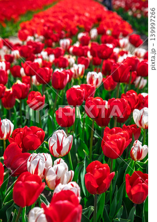 Red and white tulips in a field in the Netherlands, Holland tulip fields in springtime Red and white tulips in a field in the Netherlands, Holland tulip fields in springtime 139997266