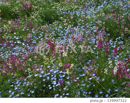お花畑に舞うシャボン玉 139997322