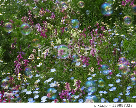 お花畑に舞うシャボン玉 お花畑に舞うシャボン玉 139997328