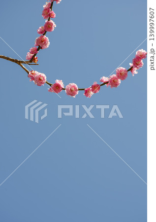 澄み切った青空と弧を描く枝に咲く梅の花 澄み切った青空と弧を描く枝に咲く梅の花 139997607