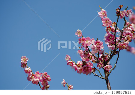澄み切った青空と梅の花 澄み切った青空と梅の花 139997612
