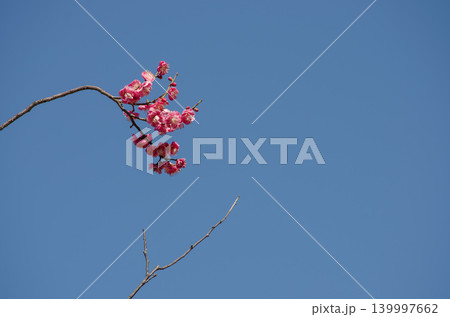澄み切った青空に咲く梅の花 139997662
