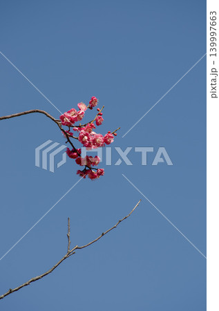 澄み切った青空に咲く梅の花 139997663