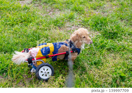 公園で散歩をする車椅子のカニンヘンダックスフンド 公園で散歩をする車椅子のカニンヘンダックスフンド 139997709