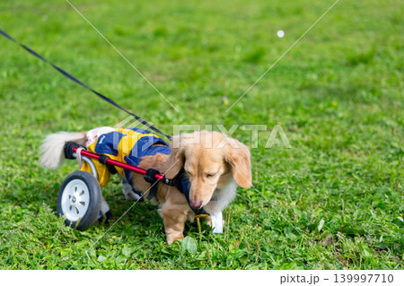 公園で散歩をする車椅子のカニンヘンダックスフンド 公園で散歩をする車椅子のカニンヘンダックスフンド 139997710