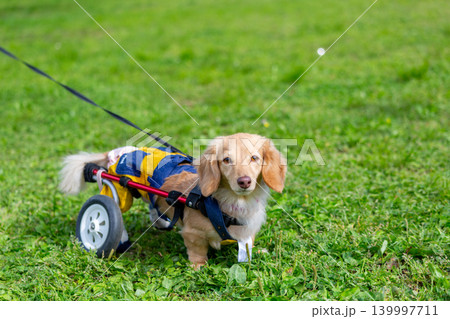 公園で散歩をする車椅子のカニンヘンダックスフンド 公園で散歩をする車椅子のカニンヘンダックスフンド 139997711
