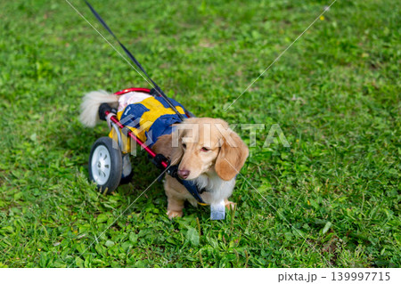 公園で散歩をする車椅子のカニンヘンダックスフンド 公園で散歩をする車椅子のカニンヘンダックスフンド 139997715