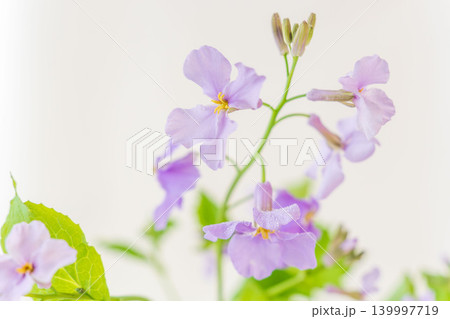 紫色のオオアラセイトウの花を室内撮影01 紫色のオオアラセイトウの花を室内撮影01 139997719