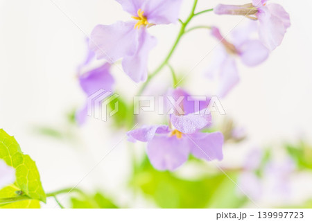 紫色のオオアラセイトウの花を室内撮影05 139997723