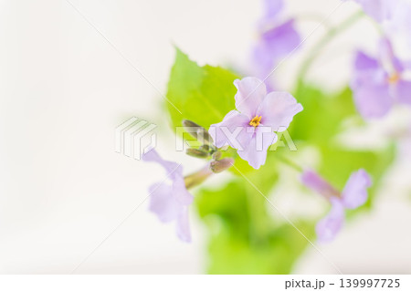 紫色のオオアラセイトウの花を室内撮影07 139997725