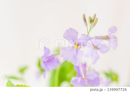 紫色のオオアラセイトウの花を室内撮影08 139997726
