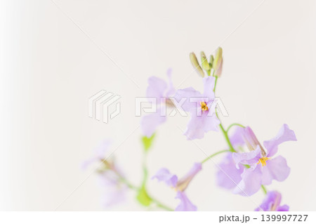 紫色のオオアラセイトウの花を室内撮影09 139997727