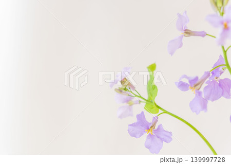 紫色のオオアラセイトウの花を室内撮影10 紫色のオオアラセイトウの花を室内撮影10 139997728