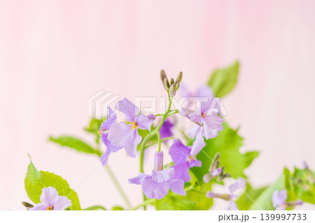 紫色のオオアラセイトウの花を室内撮影15 紫色のオオアラセイトウの花を室内撮影15 139997733