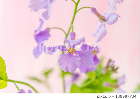 紫色のオオアラセイトウの花を室内撮影16 139997734