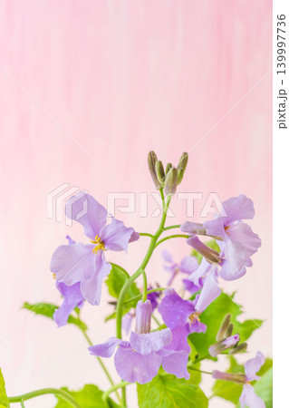 紫色のオオアラセイトウの花を室内撮影18 139997736
