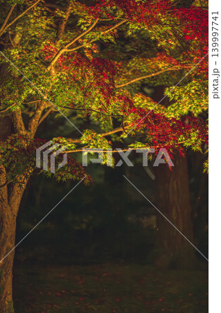 ライトアップされた紅葉 139997741
