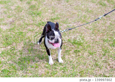 公園で遊ぶボストンテリア 公園で遊ぶボストンテリア 139997802