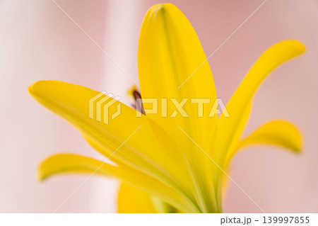 黄色い百合の花をピンク背景で室内撮影05 139997855