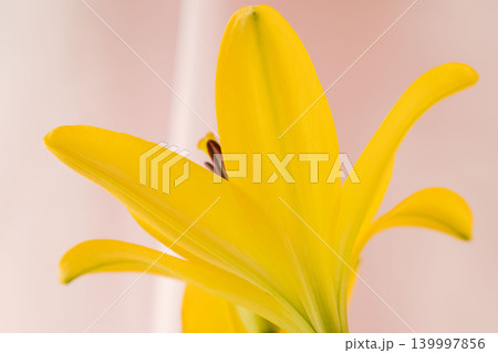 黄色い百合の花をピンク背景で室内撮影06 139997856