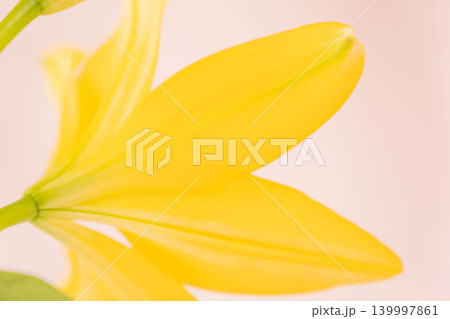 黄色い百合の花をピンク背景で室内撮影11 黄色い百合の花をピンク背景で室内撮影11 139997861