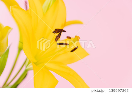 黄色い百合の花をピンク背景で室内撮影15 139997865