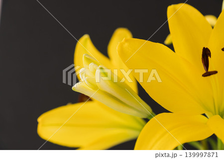 黄色い百合の花を黒背景で室内撮影03 139997871