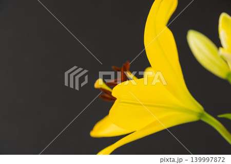黄色い百合の花を黒背景で室内撮影04 139997872