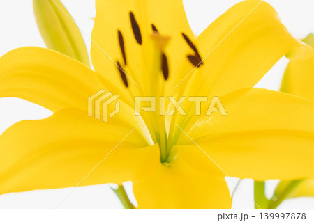 黄色い百合の花を白背景で室内撮影21 139997878