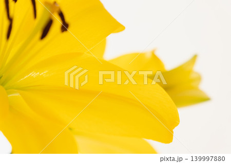 黄色い百合の花を白背景で室内撮影23 139997880