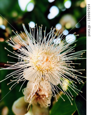 beautiful water guava flowers blooming 139997954