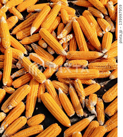 background of peeled corn that has just been harvested background of peeled corn that has just been harvested 139997959