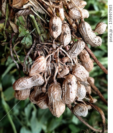 photo of freshly harvested peanuts photo of freshly harvested peanuts 139997985