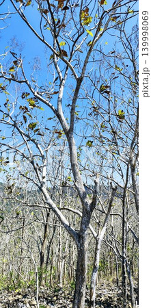 teak tree without leaves in the dry season teak tree without leaves in the dry season 139998069