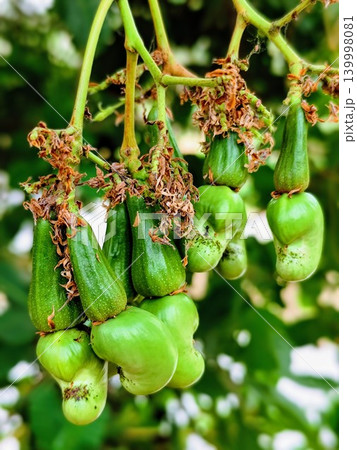 Young cashew nuts are not ready to be harvested, hanging from the tree stalk Young cashew nuts are not ready to be harvested, hanging from the tree stalk 139998081