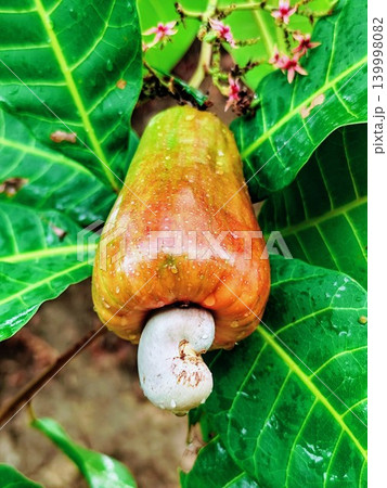Fresh and ripe cashew nuts with reddish yellow color hanging from the tree stalk Fresh and ripe cashew nuts with reddish yellow color hanging from the tree stalk 139998082