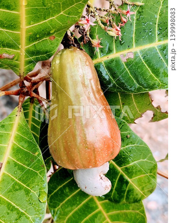 Fresh and ripe cashew nuts with reddish yellow color hanging from the tree stalk Fresh and ripe cashew nuts with reddish yellow color hanging from the tree stalk 139998083