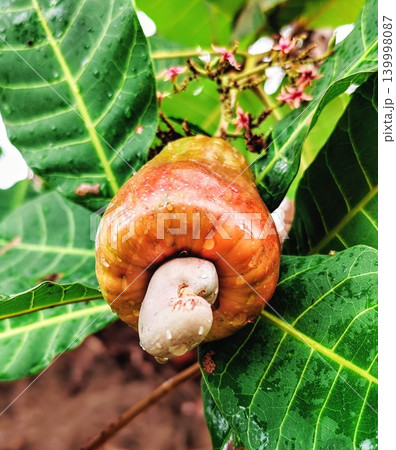 Fresh and ripe cashew nuts with reddish yellow color hanging from the tree stalk Fresh and ripe cashew nuts with reddish yellow color hanging from the tree stalk 139998087