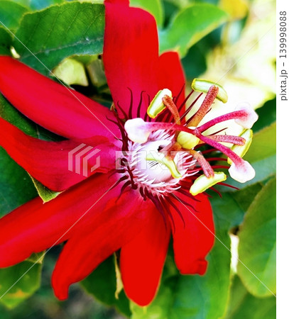 Passiflora Vitifolia flowers are in bloom with beautiful "red granadillas", Passiflora Vitifolia flowers are in bloom with beautiful "red granadillas", 139998088