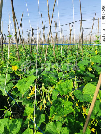 Cucumber plantation in open fields, using split bamboo stems as a climbing medium Cucumber plantation in open fields, using split bamboo stems as a climbing medium 139998090