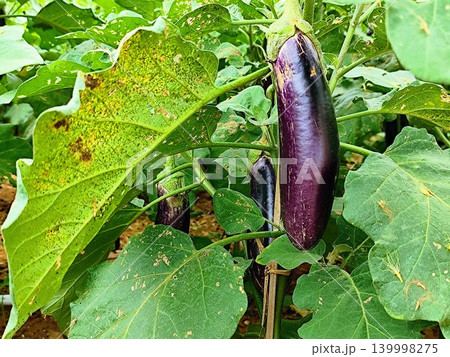eggplant plant with fresh and healthy fruit eggplant plant with fresh and healthy fruit 139998275