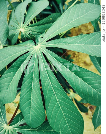 photo of wide cassava leaves 139998345
