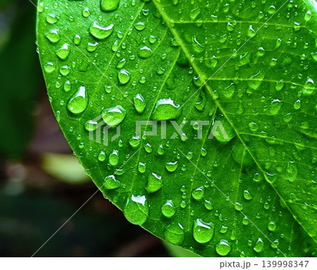 close up photo of wet green leaves after rain close up photo of wet green leaves after rain 139998347
